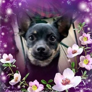 Meet your Posher, Shelly